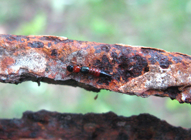 piccolo insetto da identificare: Paederus
